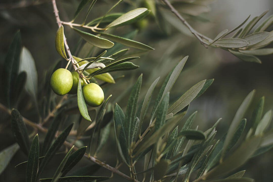 olive